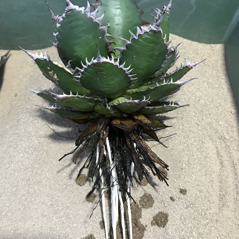 Agave horrida アガベ ホリダ-