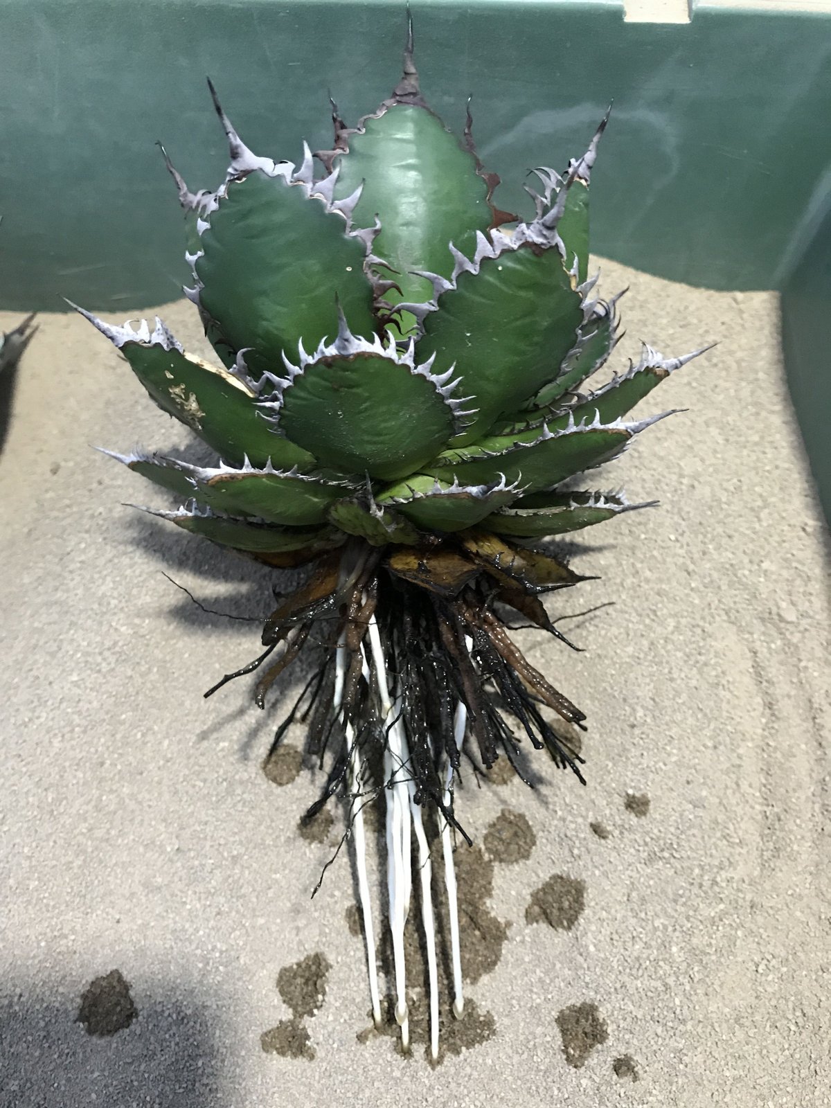 アガベ ホリダ / Agave horrida | radical botanics アガベ ホリダ / Agave horrida | radical botanics