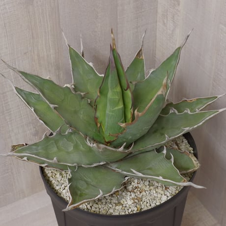 アガベ  キシロナカンサ  ‘ブルー’ 　強刺・短葉　／　Agave  xylonacansa “Blue”