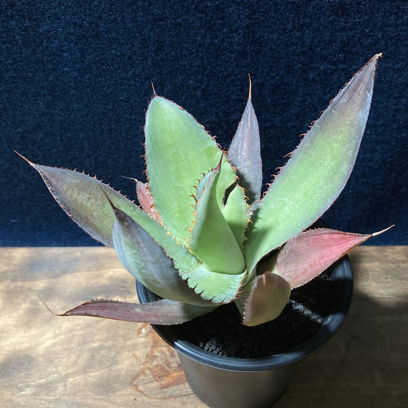 アガベ ボビコルヌタ Agave bovicornuta | radical botanics