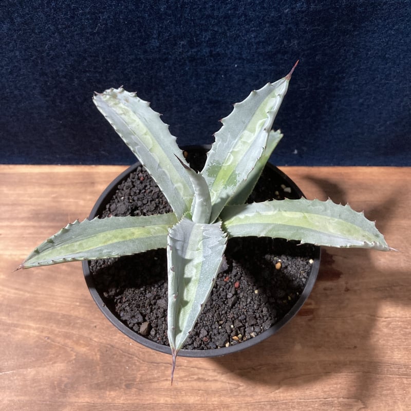 大型‼️アガベ プロトアメリカーナ ファンキートゥース　 親株1点 耐寒性あり アガベ プロトアメリカーナ ファンキートゥース カキコ1点 耐寒