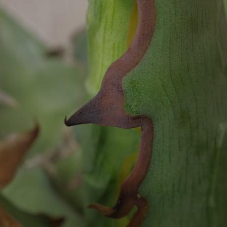 アガベ  キシロナカンサ  ‘ブルー’ 　強刺・短葉　／　Agave  xylonacansa “Blue”