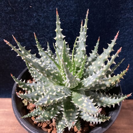 アロエ 児玉白磁盃　Aloe pratensis