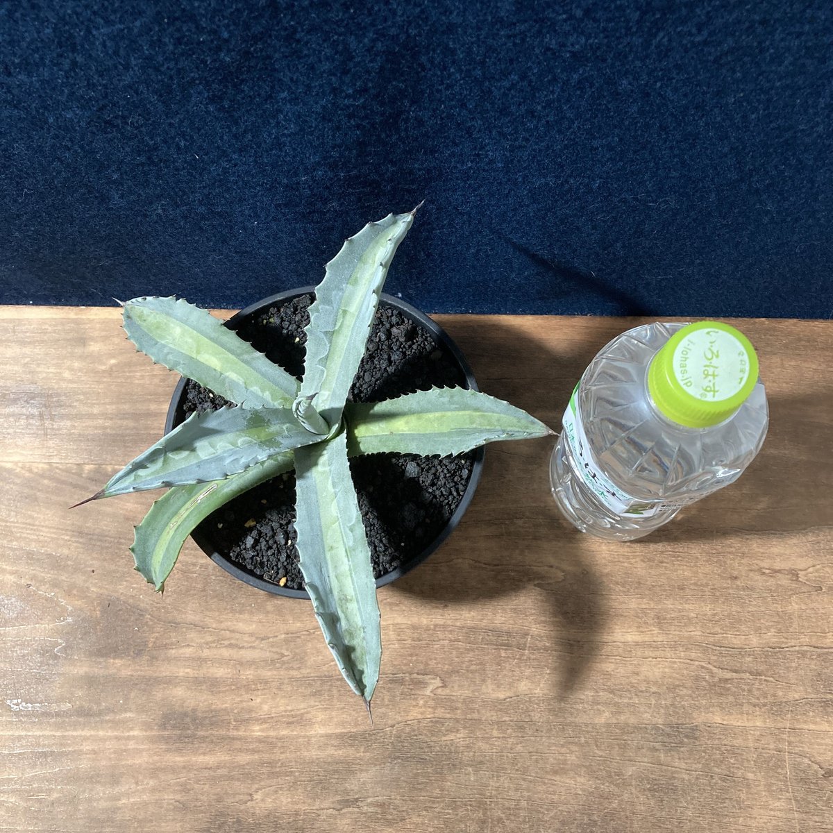 アガベ プロトアメリカーナ “レモンライム” Agave americana v.protoa
