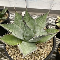 アガベ パラサナ　Agave parrasana