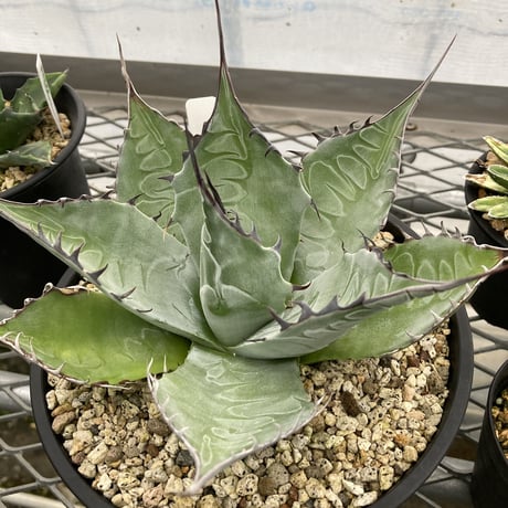 アガベ パラサナ　Agave parrasana