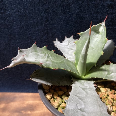 アガベ ファンキートゥース 　Agave americana v.protoamericana “Funky Toes”