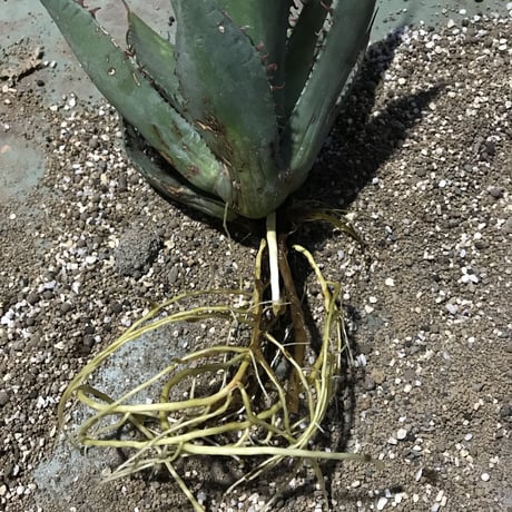 アガベ　シャウイ　Agave　shawii