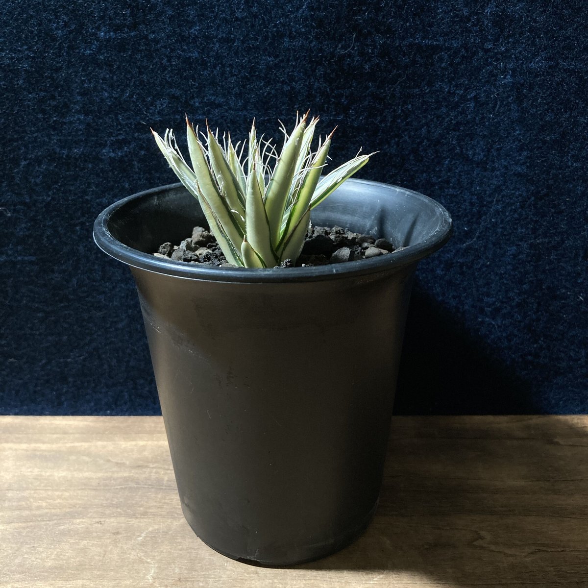 アガベ 姫乱れ雪 黄中斑 極上 鉢植えのまま発送 アガベ 姫乱れ雪