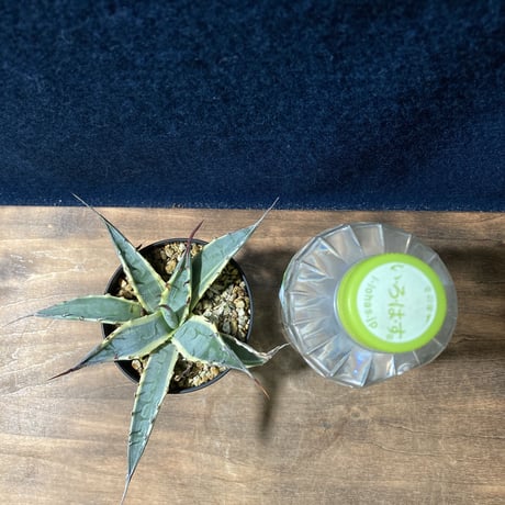 アガベ ザルケンシス錦 白黄覆輪　Agave scabra v.zarucensis f. aureo marginata