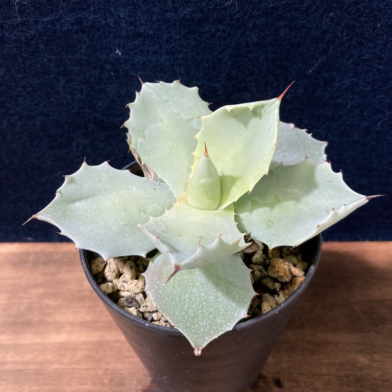厚葉・青白肌】アガベ イシスメンシス Agave isthmensis | radical