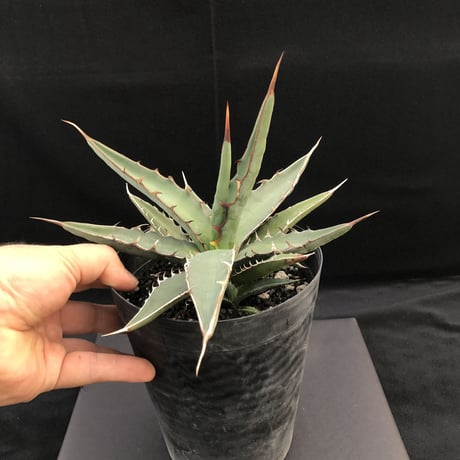 アガベ 　 キシロナカンサ 　 仔株付き　Agave xylonacansa