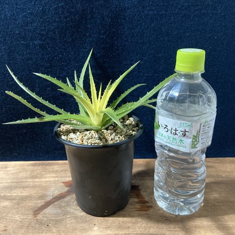 ディッキア パラファット　Dyckia “Pallaphat”