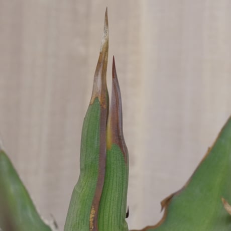 アガベ  キシロナカンサ  ‘ブルー’ 　強刺・短葉　／　Agave  xylonacansa “Blue”