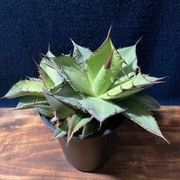 アガベ チタノータ 石化（いしか）　Agave titanota f.caespitosa