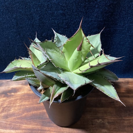 Agave titanota 日冕(コロナ)大 台湾ゴジラ アガベ チタノタ 20240926