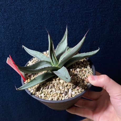 アガベ シャークスキン　Agave nigra “Shark Skin”