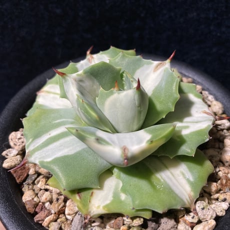 アガベ 王妃雷神 白中斑　Agave potatorum “Ouhi Raijin” f.mediopicta