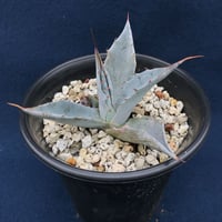アガベ パラサナ  選抜株　parrasana 　‘青肌タイプ’