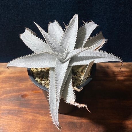 ディッキア Dyckia 'Mercury' F2 D020 ディッキア Dyckia 'Mercury' F2 D020 ⑴