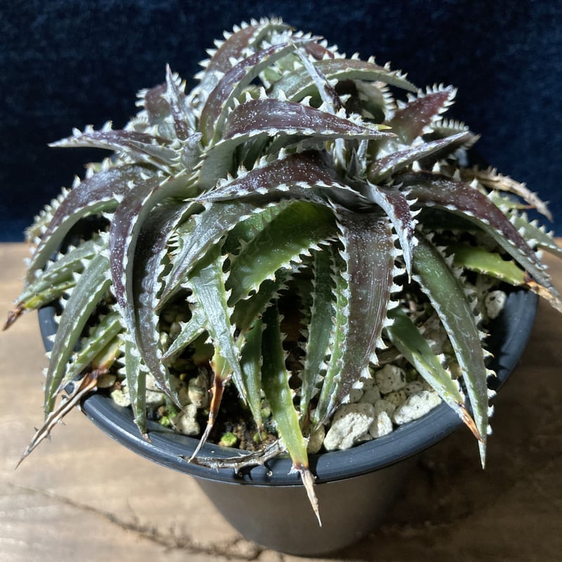 ディッキア カリフォルニア Dyckia 'California' | radical bot