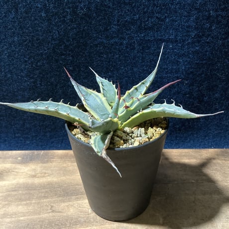アガベ ザルケンシス錦 白黄覆輪　Agave scabra v.zarucensis f. aureo marginata