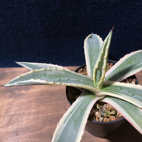 アガベ アメリカーナ 覆輪　Agave americana f.marginata