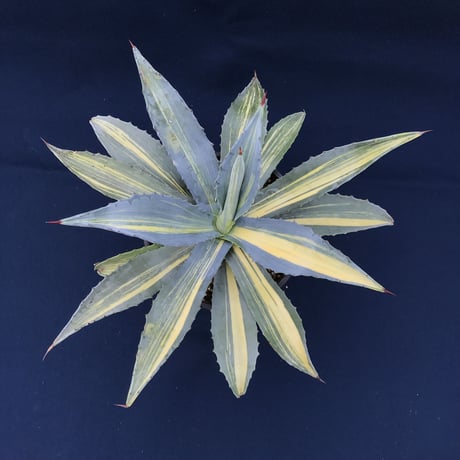 アガベ  アメリカーナ　縞黄斑／　Agave  americana