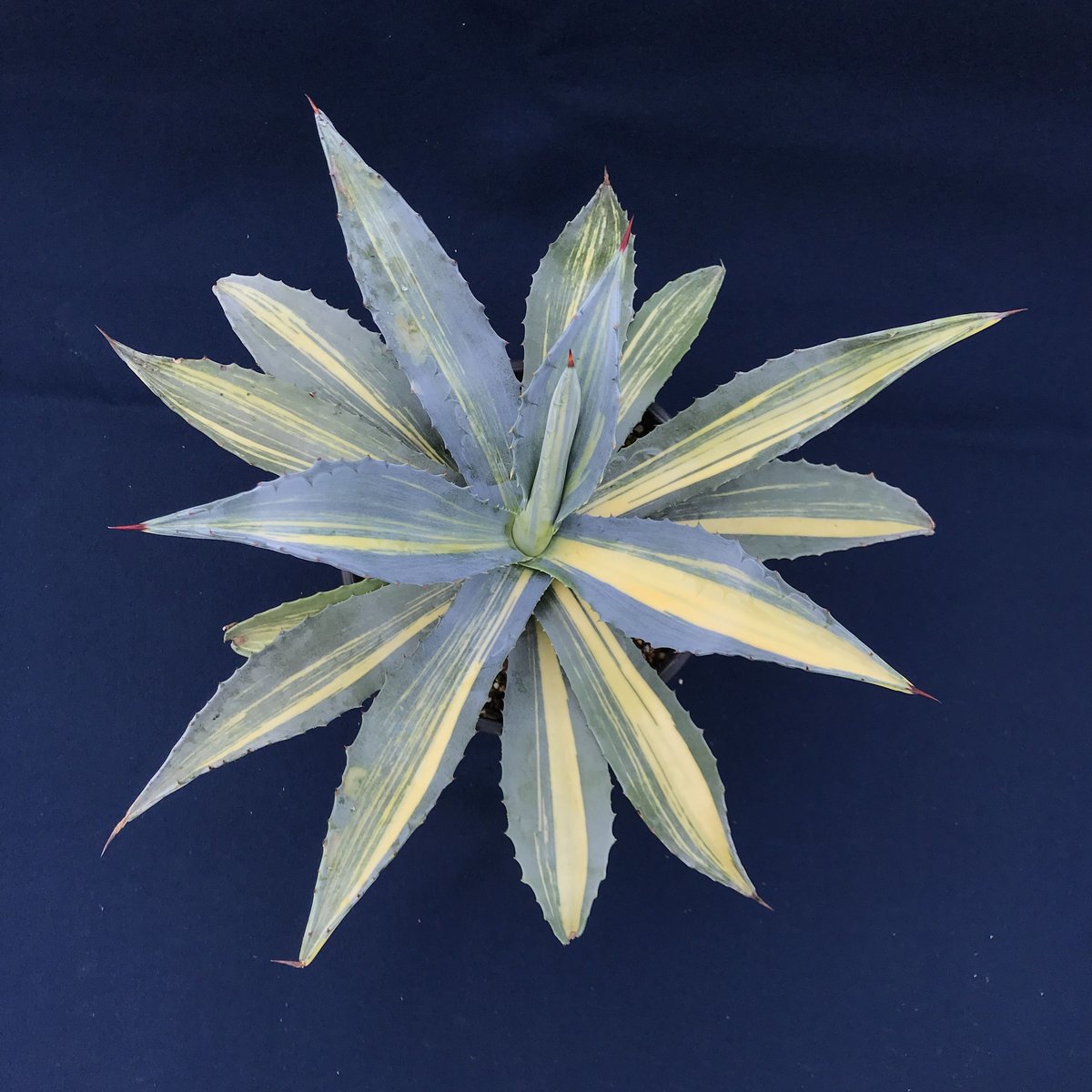 アガベ アメリカーナ 縞黄斑／ Agave americana | radical bot