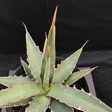 アガベ 　 キシロナカンサ 　 仔株付き　Agave xylonacansa