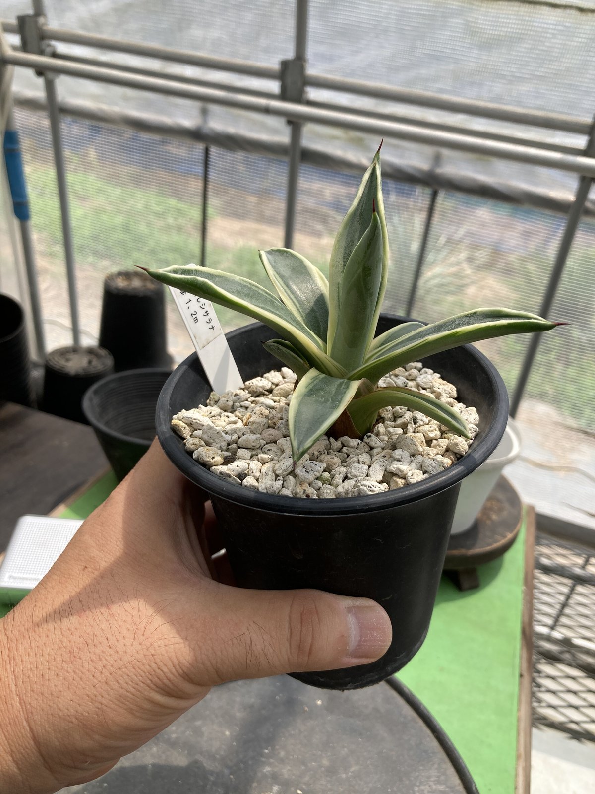 アガベ ベガスストリップ Agave sisalana “Vegas Strip” 2.5号