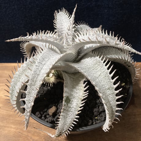 Dyckia ｍarnier-lapostollei v.estevesii WBC2006 Bill Baker　ディッキア  マルニエラポストレイ エステベシー  WBC2006  ビルベイカー