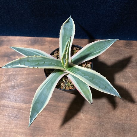 アガベ アメリカーナ 覆輪　Agave americana f.marginata