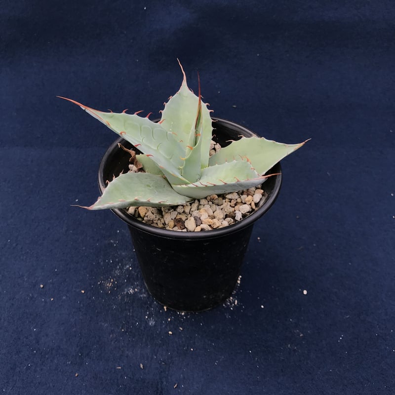 アガベ パラサナ 特幅広葉 ／ Agave parrasana Wide Type | r