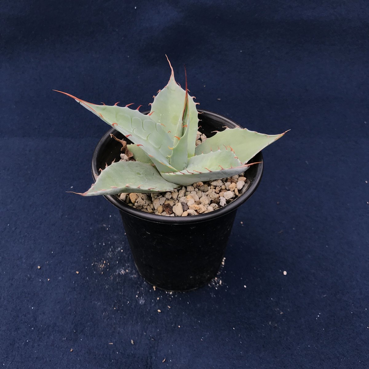 アガベ パラサナ 特幅広葉 ／ Agave parrasana Wide Type | r