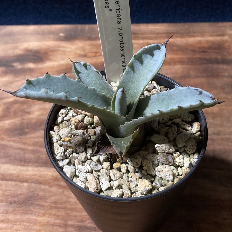 アガベ ファンキートゥース Agave americana v.protoamericana