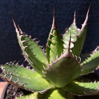 アガベ ホリダ 強鋸歯 　Agave horrida