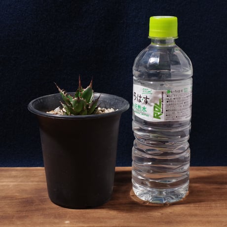 アガベ ギルベイ 極美株　Agave horrida ssp. gilbeyi