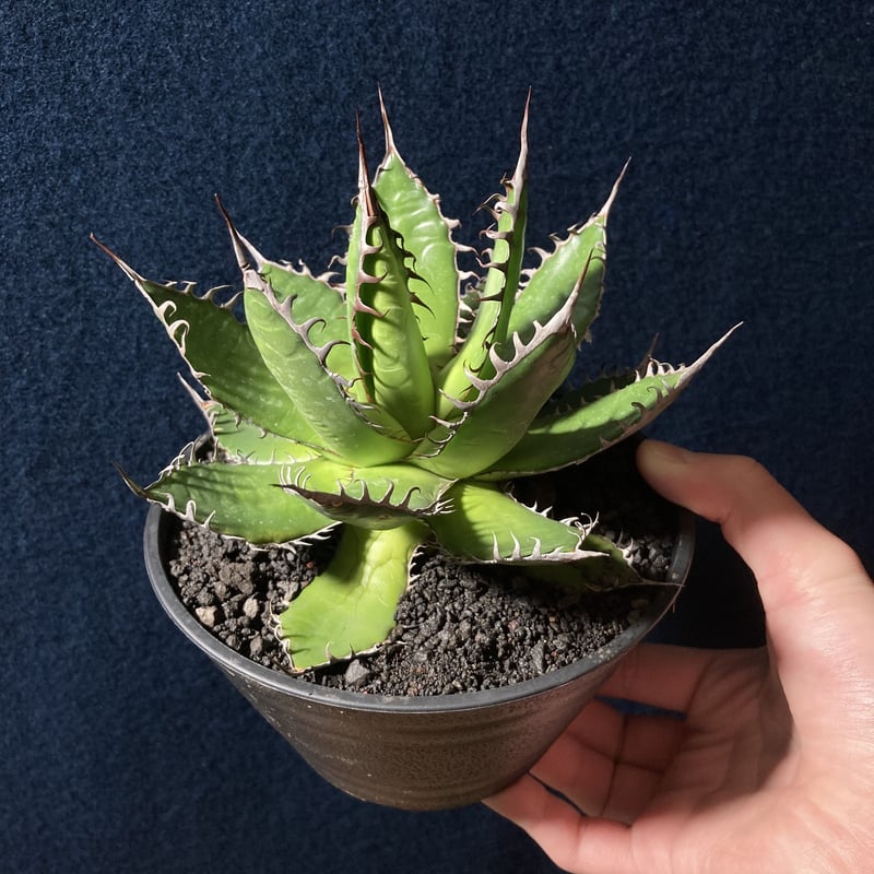 アガベ ホリダ 強鋸歯 Agave horrida | radical botanics アガベ ホリダ 強鋸歯 Agave horrida | radical botanics