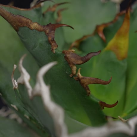 アガベ　チタノータ　Agave　titanota