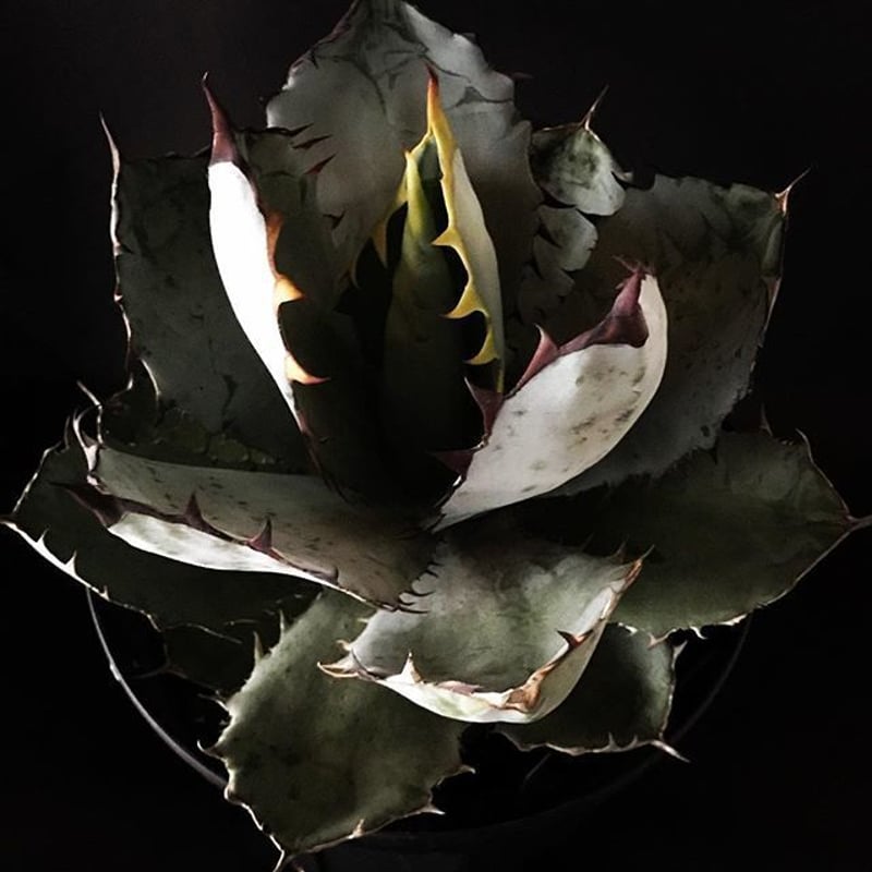 アガベ ❛ブルーボール❜ 大株 子株付き Agave 'Black and blue