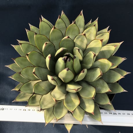 アガベ  ロイヤルスピン　Agave ‘Royal Spine’