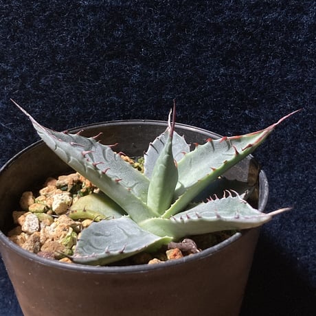 アガベ パラサナ　Agave parrasana