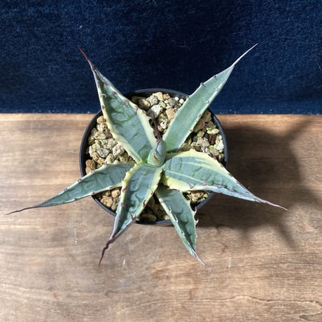 アガベ スカブラショート 黄覆輪　Agave scabra f. marginata Short Leaf