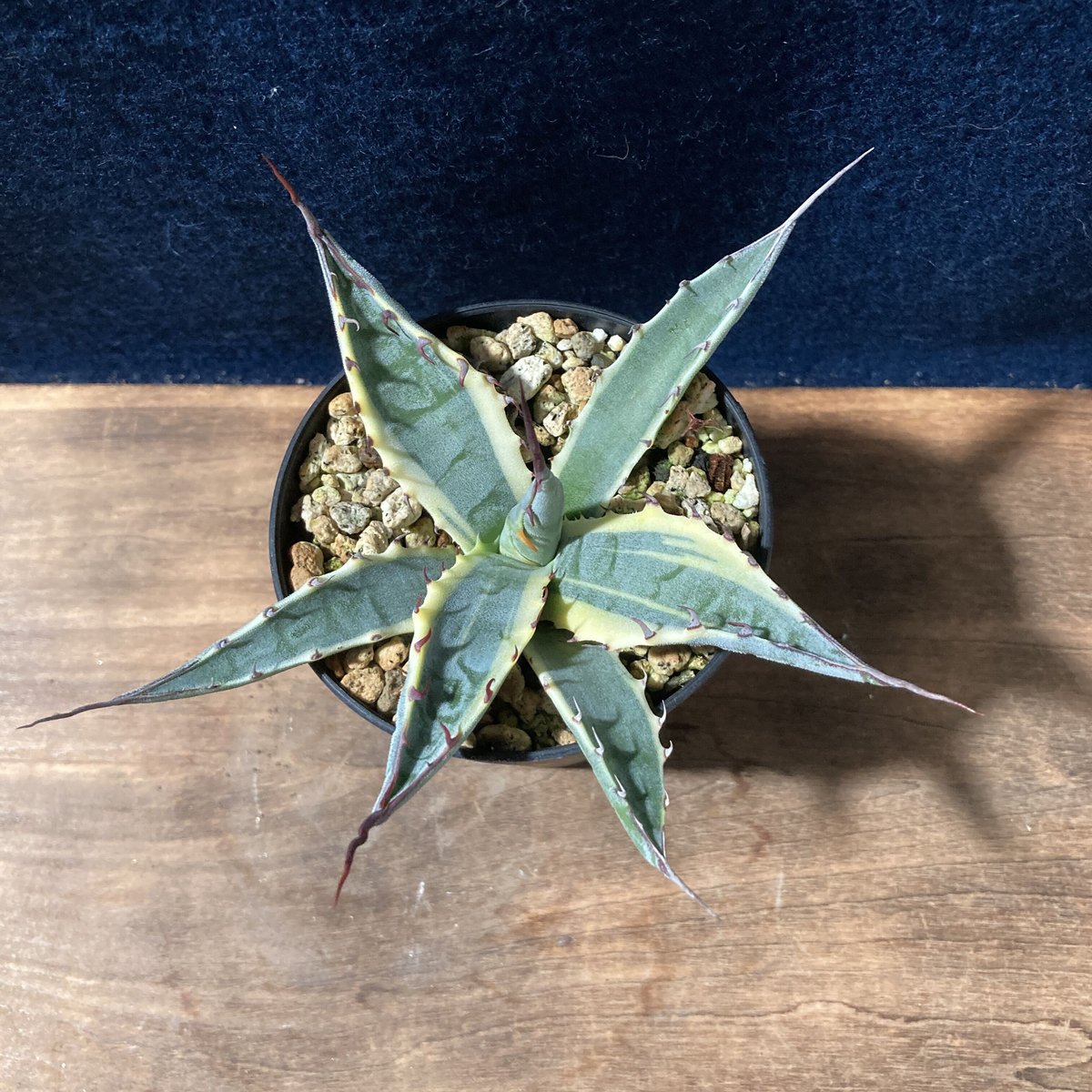 アガベ スカブラショート 黄覆輪 Agave scabra f. marginata Shor