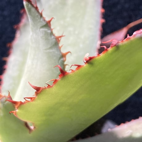 アガベ ボビコルヌタ　Agave bovicornuta