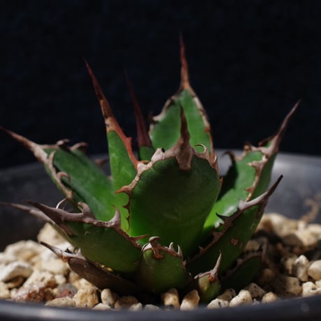 アガベ ギルベイ 極美株　Agave horrida ssp. gilbeyi