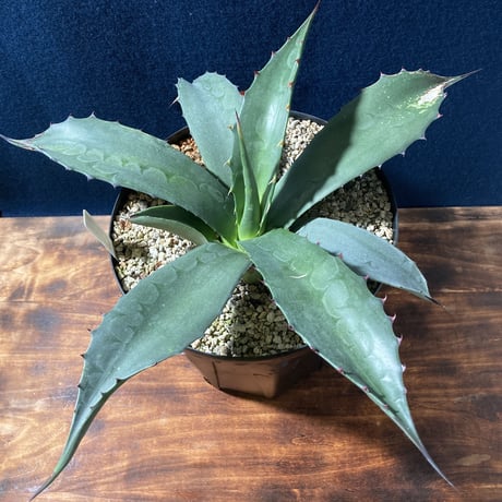アガベ フェロックス “ギガンティア” 平尾氏輸入株　Agave salmiana v.ferox “Gigantia”　Mr.HIRAO