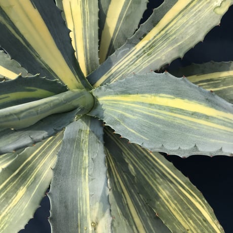 アガベ  アメリカーナ　縞黄斑／　Agave  americana