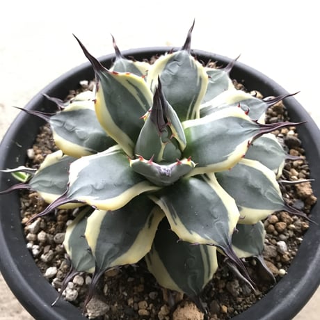 アプラナータ | STORES